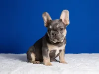 Lucky, a male French Bulldog for sale in Palm Beach, FL – Photo 3 of 8