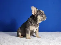 Lucky, a male French Bulldog for sale in Palm Beach, FL – Photo 2 of 8