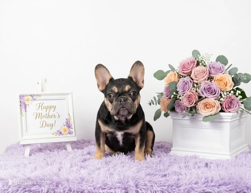 Lucky – French Bulldog puppy for sale in Palm Beach, FL