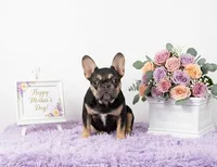 Lucky, a male French Bulldog for sale in Palm Beach, FL – 1 of 8