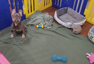 Candy, a female French Bulldog for sale in Palm Beach, FL – 2 of 5