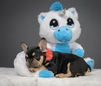 Catelyn, a male French Bulldog for sale in Palm Beach, FL – 4 of 6