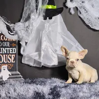 Mateo, a male French Bulldog for sale in Palm Beach, FL – Photo 1 of 4