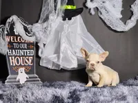 Mateo, a male French Bulldog for sale in Palm Beach, FL – Photo 1 of 4