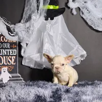 Mateo, a male French Bulldog for sale in Palm Beach, FL – Photo 4 of 4