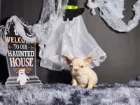 Mateo, a male French Bulldog for sale in Palm Beach, FL – Photo 4 of 4