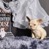 Mateo, a male French Bulldog for sale in Palm Beach, FL – Photo 2 of 4