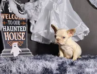 Mateo, a male French Bulldog for sale in Palm Beach, FL – Photo 2 of 4