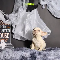 Mateo, a male French Bulldog for sale in Palm Beach, FL – Photo 3 of 4