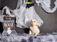 Mateo, a male French Bulldog for sale in Palm Beach, FL – Photo 3 of 4