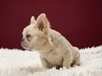 Emmet, a male French Bulldog for sale in Palm Beach, FL – 5 of 6
