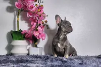 Cody, a male French Bulldog for sale in Palm Beach, FL – Photo 2 of 6