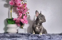 Cody, a male French Bulldog for sale in Palm Beach, FL – Photo 3 of 6