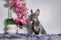 Cody, a male French Bulldog for sale in Palm Beach, FL – Photo 5 of 6