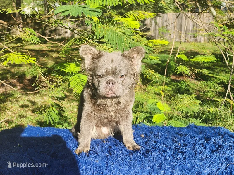 Tater – French Bulldog puppy for sale in Palm Beach, FL