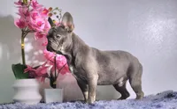 Leo, a male French Bulldog for sale in Palm Beach, FL – 3 of 5