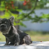 Apollo, a male French Bulldog for sale in Palm Beach, FL – Photo 6 of 6
