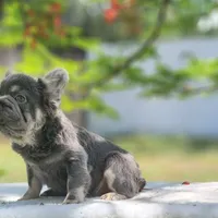 Apollo, a male French Bulldog for sale in Palm Beach, FL – Photo 3 of 6