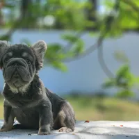 Apollo, a male French Bulldog for sale in Palm Beach, FL – Photo 4 of 6