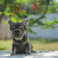 Apollo, a male French Bulldog for sale in Palm Beach, FL – Photo 5 of 6