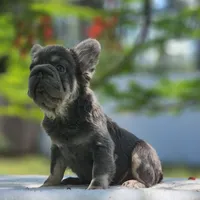 Apollo, a male French Bulldog for sale in Palm Beach, FL – Photo 2 of 6