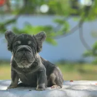 Apollo, a male French Bulldog for sale in Palm Beach, FL – Photo 1 of 6