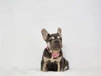 Kika, a female French Bulldog for sale in Palm Beach, FL – 3 of 9