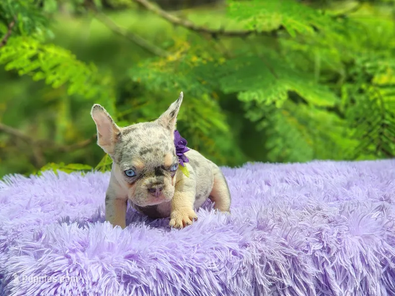 Lia – French Bulldog puppy for sale in Palm Beach, FL
