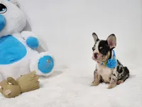 Aurora, a female French Bulldog for sale in Palm Beach, FL – 4 of 9