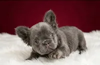 Lucas, a male French Bulldog for sale in Palm Beach, FL – 3 of 6