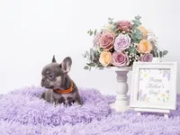 Adriana, a female French Bulldog for sale in Palm Beach, FL – 5 of 5