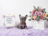 Adriana, a female French Bulldog for sale in Palm Beach, FL – 1 of 5