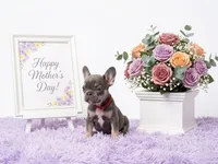 Adriana, a female French Bulldog for sale in Palm Beach, FL – 3 of 5