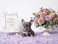 Adriana, a female French Bulldog for sale in Palm Beach, FL – 2 of 5