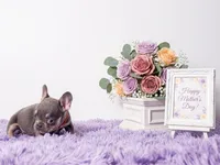 Adriana, a female French Bulldog for sale in Palm Beach, FL – 4 of 5