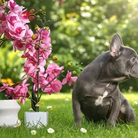 Leo, a male French Bulldog for sale in Palm Beach, FL – Photo 2 of 5