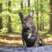 Leo, a male French Bulldog for sale in Palm Beach, FL – Photo 3 of 5