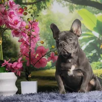 Leo, a male French Bulldog for sale in Palm Beach, FL – Photo 1 of 5