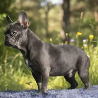 Leo, a male French Bulldog for sale in Palm Beach, FL – Photo 5 of 5