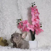 Myra, a female French Bulldog for sale in Palm Beach, FL – Photo 4 of 6