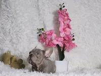 processed/838e9ba1-52fa-48d5-b6f8-414345f3b952/listing/65ba640e-3403-4d80-aea8-b8b12b23865c/288be3fe-5ac6-4ccd-b838-c9cb2bafa867