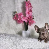 Myra, a female French Bulldog for sale in Palm Beach, FL – Photo 2 of 6