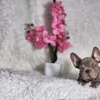 Myra, a female French Bulldog for sale in Palm Beach, FL – Photo 3 of 6
