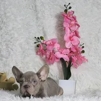 Myra, a female French Bulldog for sale in Palm Beach, FL – Photo 6 of 6