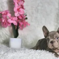 Myra, a female French Bulldog for sale in Palm Beach, FL – Photo 1 of 6
