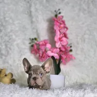 Myra, a female French Bulldog for sale in Palm Beach, FL – Photo 5 of 6