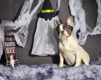 Lucky, a male French Bulldog for sale in Palm Beach, FL – Photo 1 of 4