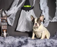 Lucky, a male French Bulldog for sale in Palm Beach, FL – Photo 2 of 4