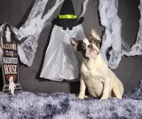 Lucky, a male French Bulldog for sale in Palm Beach, FL – Photo 3 of 4