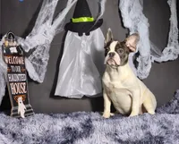 Lucky, a male French Bulldog for sale in Palm Beach, FL – Photo 4 of 4